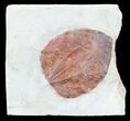 Paleocene Fossil Leaf (Ficus) - Montana #56666-1